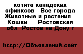 котята канадских сфинксов - Все города Животные и растения » Кошки   . Ростовская обл.,Ростов-на-Дону г.